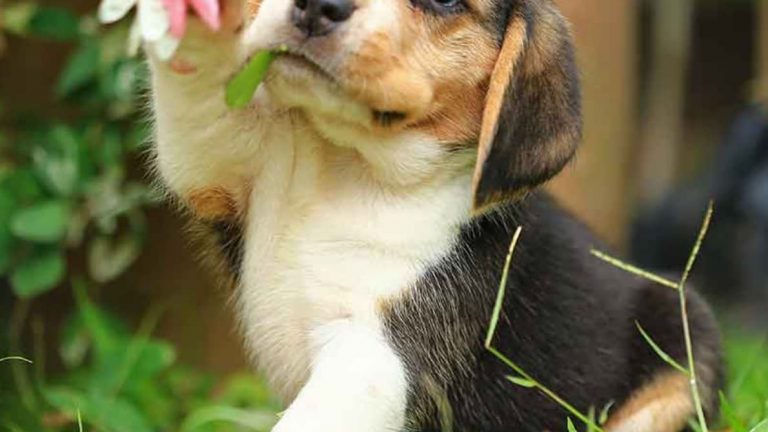 Beagle filhote